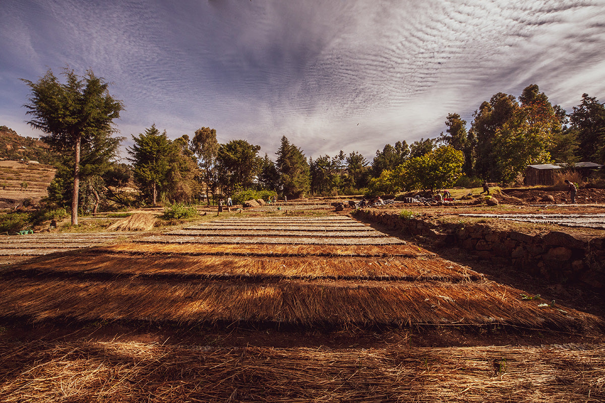EthioTrees